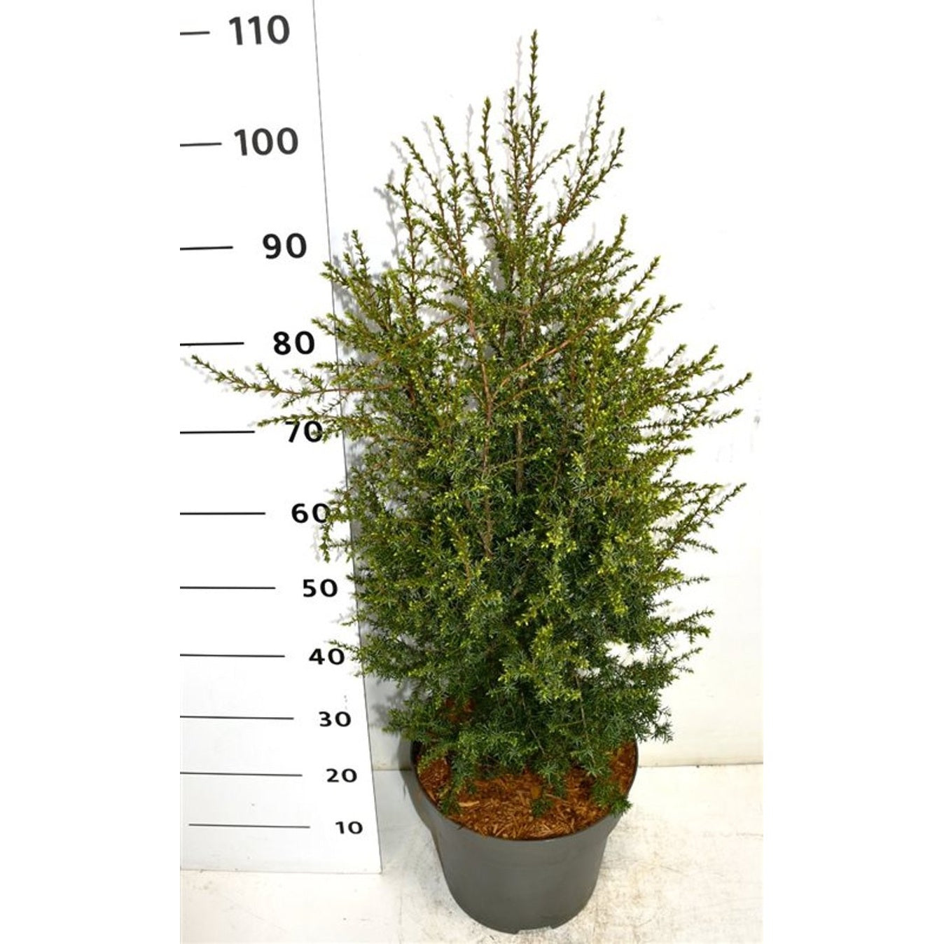 En – Juniperus communis 'Suecica' - C12 60-80 CM